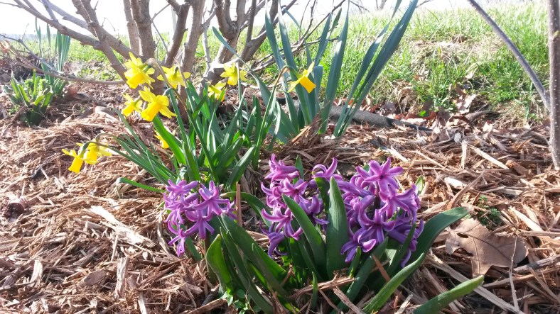 Mary flowers (1).jpg