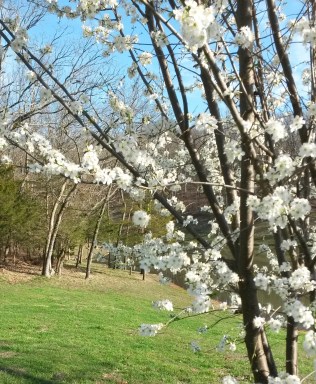 Mary Pat flowers (6)1