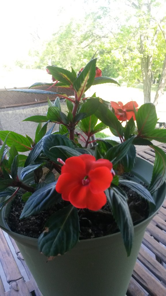 Mayella Ewell’s Red Flowers Intentergy