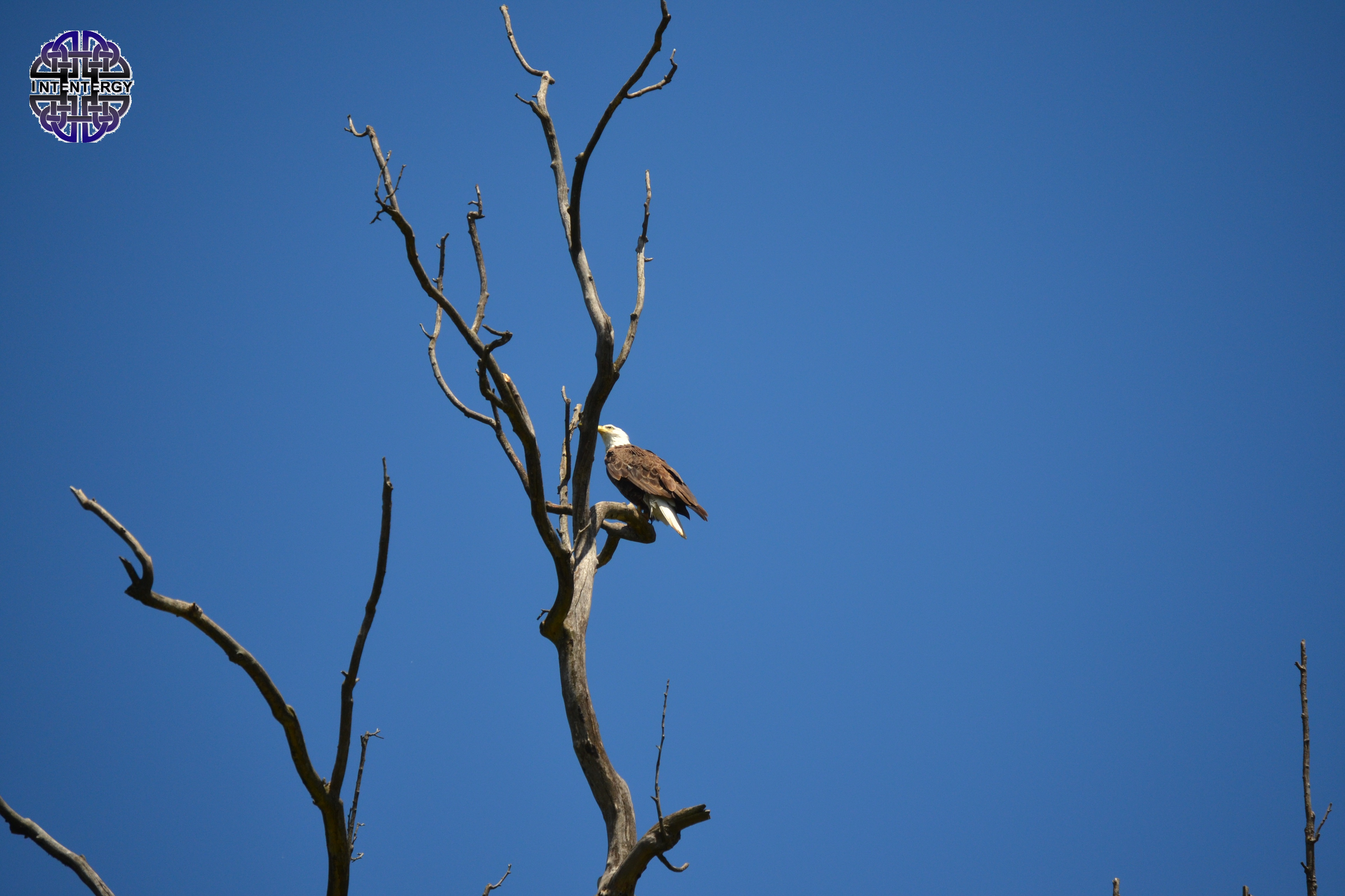 Homeless Eagle 1.jpg